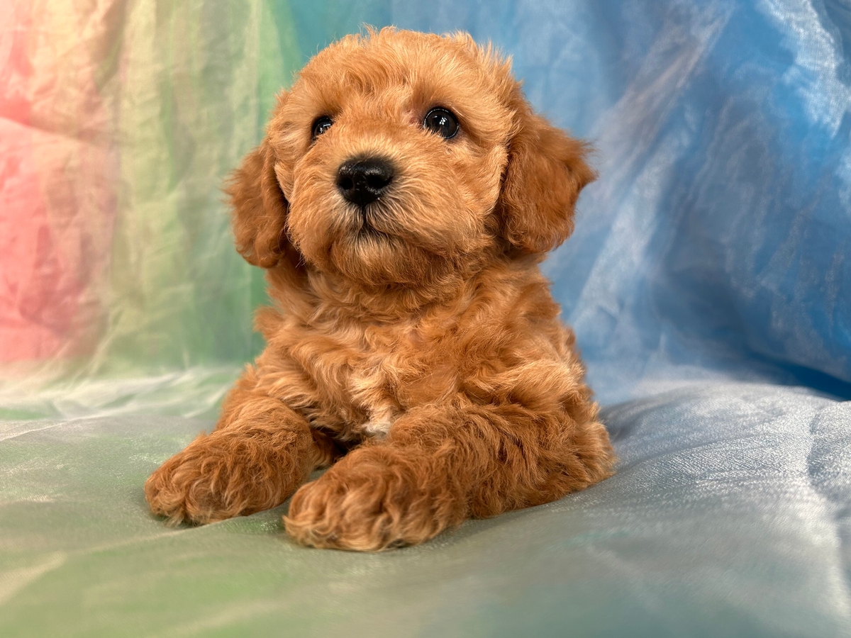 Female Miniature Schnoodle Puppy for Sale, F1, $1200